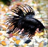 Петушок коронохвостый Черная орхидея (Betta splendens) самец ML