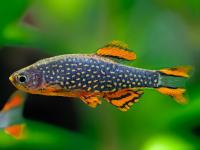 Микрорасбора "Галактика" (Danio margaritatus)