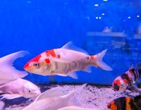 Карп кои, селекционный (Cyprinus carpio) ML (14-18 см)