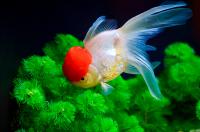 Золотая рыбка Оранда "красная шапочка" (Carassius auratus auratus) XL