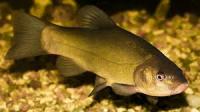 Линь S (Tinca aurea)