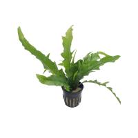 Microsorium-Pteropus-Sunrise