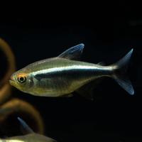 Неон черный (Hyphessobrycon herbertaxelrodi) M