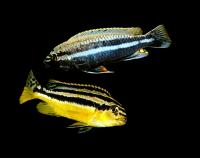 Меланохромис золотой ауратус (Melanochromis auratus) L (7,5-9 см)