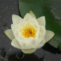 Nymphaea-Virginalis
