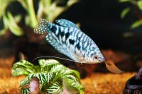 Гурами мраморный (Trichopodus trichopterus sumatranus) SM (3-3,5 см)