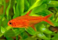 Тетра Аманды (Hyphessobrycon amandae)