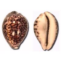 SE000005707 SE000005707