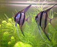Скалярия "Перуанский альтум" (Pterophyllum scalare) 