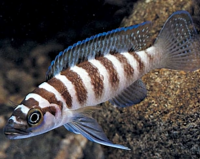 Лампрологус цилиндрический (Neolamprologus cylindricus) M