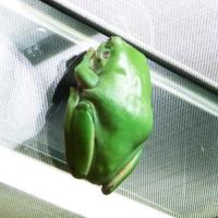 PelodryasLitoriacaeruleaM PelodryasLitoriacaeruleaM