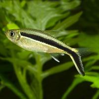 Тайерия пингвин (Thayeria boehlkei) M