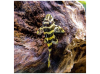 Сом Пеколтия компта L134 (Peckoltia Compta) 