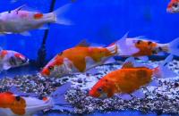 Карп кои, селекционный (Cyprinus carpio) SM (10-13 см)