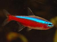Неон красный (Paracheirodon axelrodi) ML