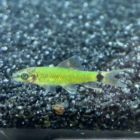 Водорослеед сетчатый "Бородоед" гло фиш (Crossocheilus reticulatus)