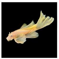 Сом Анциструс вуалевый золотой (Ancistrus dolichopterus)