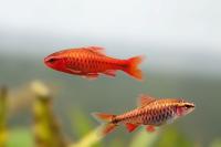 Барбус вишневый (Puntius titteya) M (2,2-2,5 см)