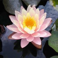 Nymphaea-Peaches--Cream