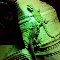 PogonavitticepsM PogonavitticepsM