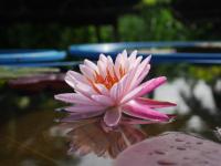 Водяная лилия (Нимфея)-Nymphaea Pimkan розовый цветок