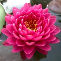 Водяная лилия (Нимфея)-Nymphaea Malikan, розовый цветок