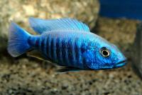 Хаплохромис васильковый (Sciaenochromis ahli) L (7,5-8,5 см)