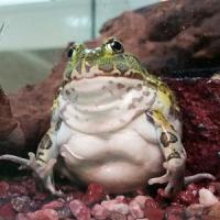 PyxicephalusadspersusM PyxicephalusadspersusM