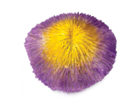 Коралл искусственный Laguna "Фунгия", желто-фиолетовая Коралл искусственный Laguna "Фунгия", желто-фиолетовая