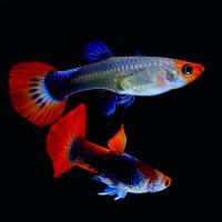 Гуппи "кои" самцы/самки (Poecilia reticulata var)