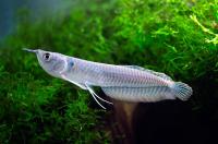 Арована серебряная (Osteoglossum bicirrhosum) SM (10-13 см)