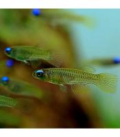 Голубоглазка Нормана (Poropanchax normani) 