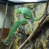 ChamaeleocalyptratusS ChamaeleocalyptratusS