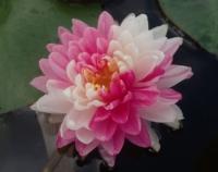 Водяная лилия (Нимфея)-Nymphaea Jakkaphong розовый с белым крапом цветок