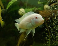 Псевдотрофеус соколофа "Снежный принц" (Pseudotropheus socolofi) M