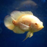 Астронотус "Albino Red" (Astronotus ocellatus) SM (6,5-8 см)