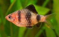 Барбус черный (Pethia nigrofasciata) S (1,7-2 см)