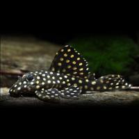 Сом Хипанциструс инспектор L201 (Hypancistrus inspector)