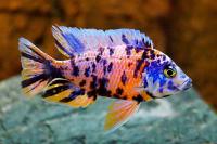 Аулонокара мармеладная (Aulonocara sp.) M (6-7 см)