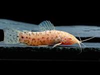 Сомик Торакатум золотой (Hoplosternum thoracatum var.gold) S  