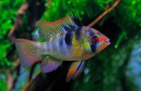 Апистограмма рамирези (Mikrogeophagus ramirezi) L (2,7-3 см)