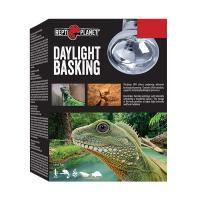 Daylight-Basking-FINAL