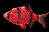 Барбус суматранский красный "гло фиш" (Systomus tetrazona)