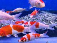 Карп кои кохаку (Cyprinus carpio Kohaku) S