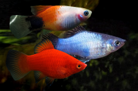 Пецилия в ассортименте (Xiphophorus maculatus) М