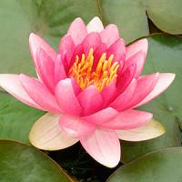 Charles-de-Meurville