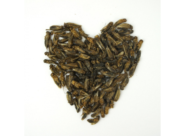 Корм Сверчок сушеный AQUAMENU 250мл/40г Корм Сверчок сушеный AQUAMENU 250мл/40г