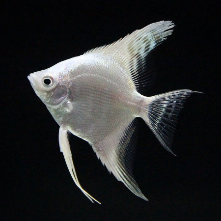 Скалярия платиновая (Pterophyllum scalare) S