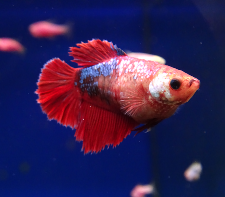 Петушок сиамский самка (Betta splendens) S
