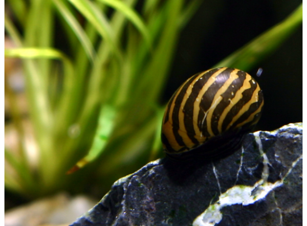 Кормушка для рыб Velda Fish Feeder Easy